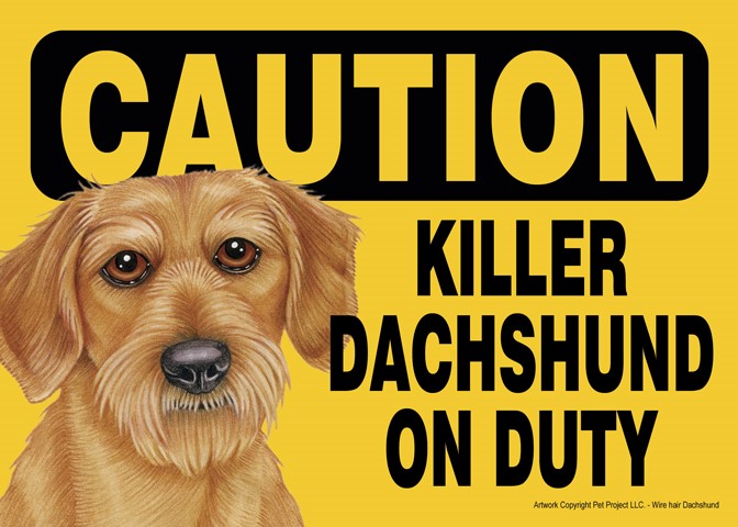 Caution - Dachshund - Killer Dachshund on duty (wire haired version.) Expre… 59381