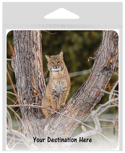 Bobcat sitting in a tree large sticker. LS00293