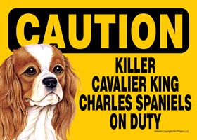 Caution - Cavalier King Charles - Killer Cavalier King Charles Spaniels on …