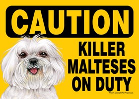 Caution - Malteses - Killer Malteses on duty. (puppy cut / short hair cut) …