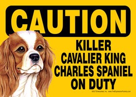 Caution - Cavalier King Charles Spaniel - Killer Cavalier King Charles Span…