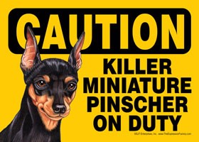 Caution - Miniature Pinscher - Killer Miniature Pinscher on duty Express Yo…