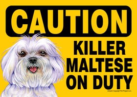 Caution - Maltese - Killer Maltese on duty. (puppy cut / short hair cut) Ex…