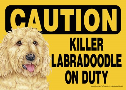 Caution - Labradoodle - Killer Labradoodle on duty (blonde coloring) Expres…