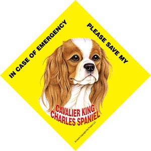In Case of Emergency Please Save my Cavalier King Charles Spaniel / Save My…