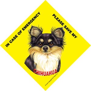 In Case of Emergency Please Save my Chihuahua (Long haired, black and tan) …