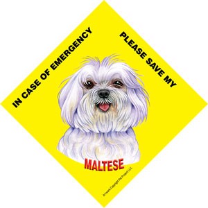 In Case of Emergency Please Save my Maltese (puppy cut / short hair cut) / …