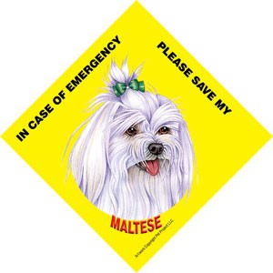 In Case of Emergency Please Save my Maltese (with bow in hair) / Save My Pe…