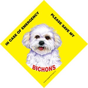 In Case of Emergency Please Save my Bichons (puppy cut / short hair cut) / …