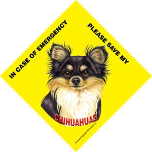In Case of Emergency Please Save my Chihuahuas (Long haired, black and tan)…