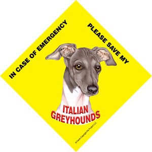 In Case of Emergency Please Save my Italian Greyhounds (Grey and white colo…