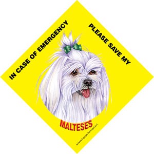In Case of Emergency Please Save my Malteses (with bow in hair) / PLURAL Sa…