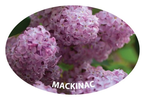 Mackinac with purple flowers