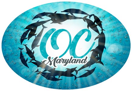 Maryland - OC - Dolphin school underwater