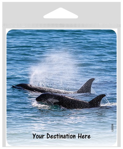 Orcas blowing and swimming large sticker.