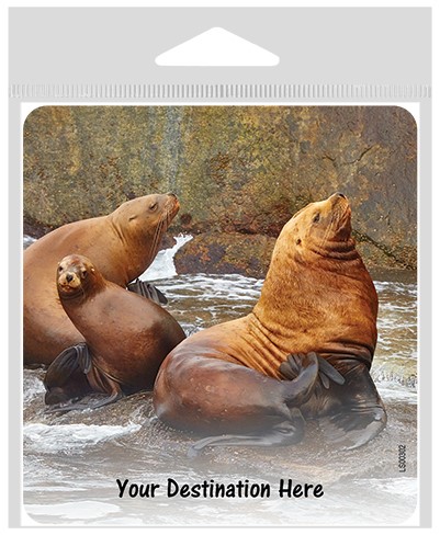 Sea lions on rocks large sticker.